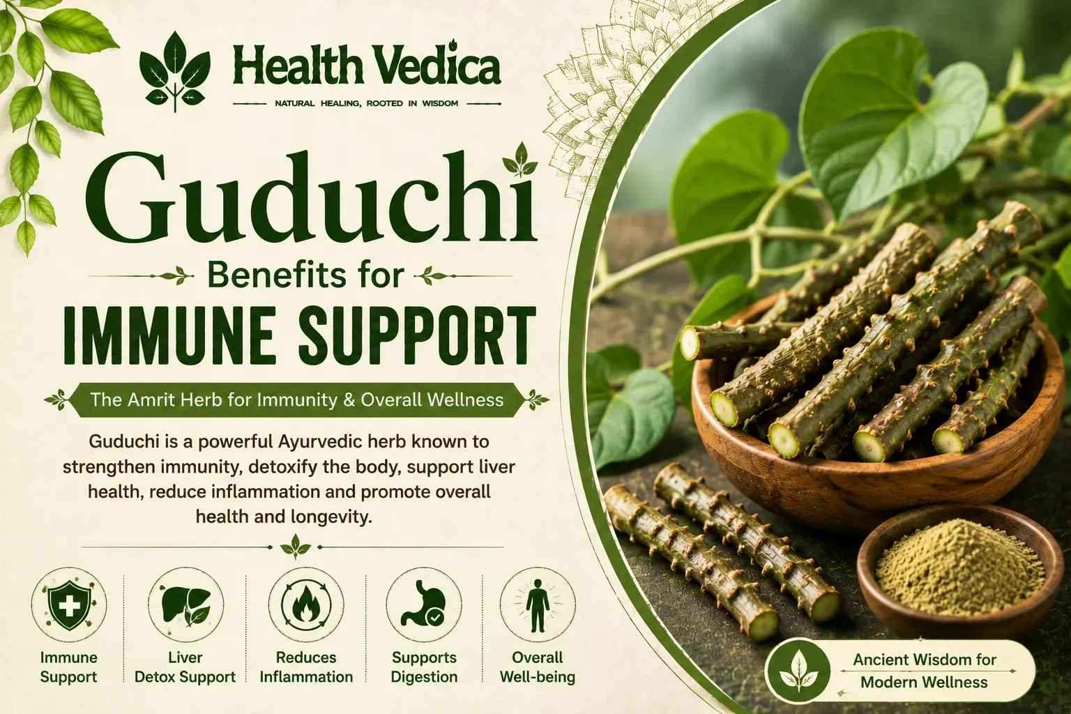Guduchi (Giloy) — Immune Modulation