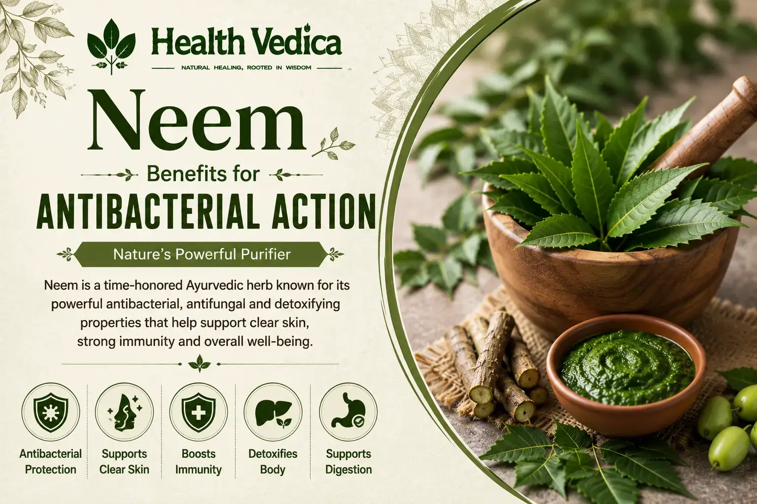 Neem (Indian Lilac) — Antibacterial Action