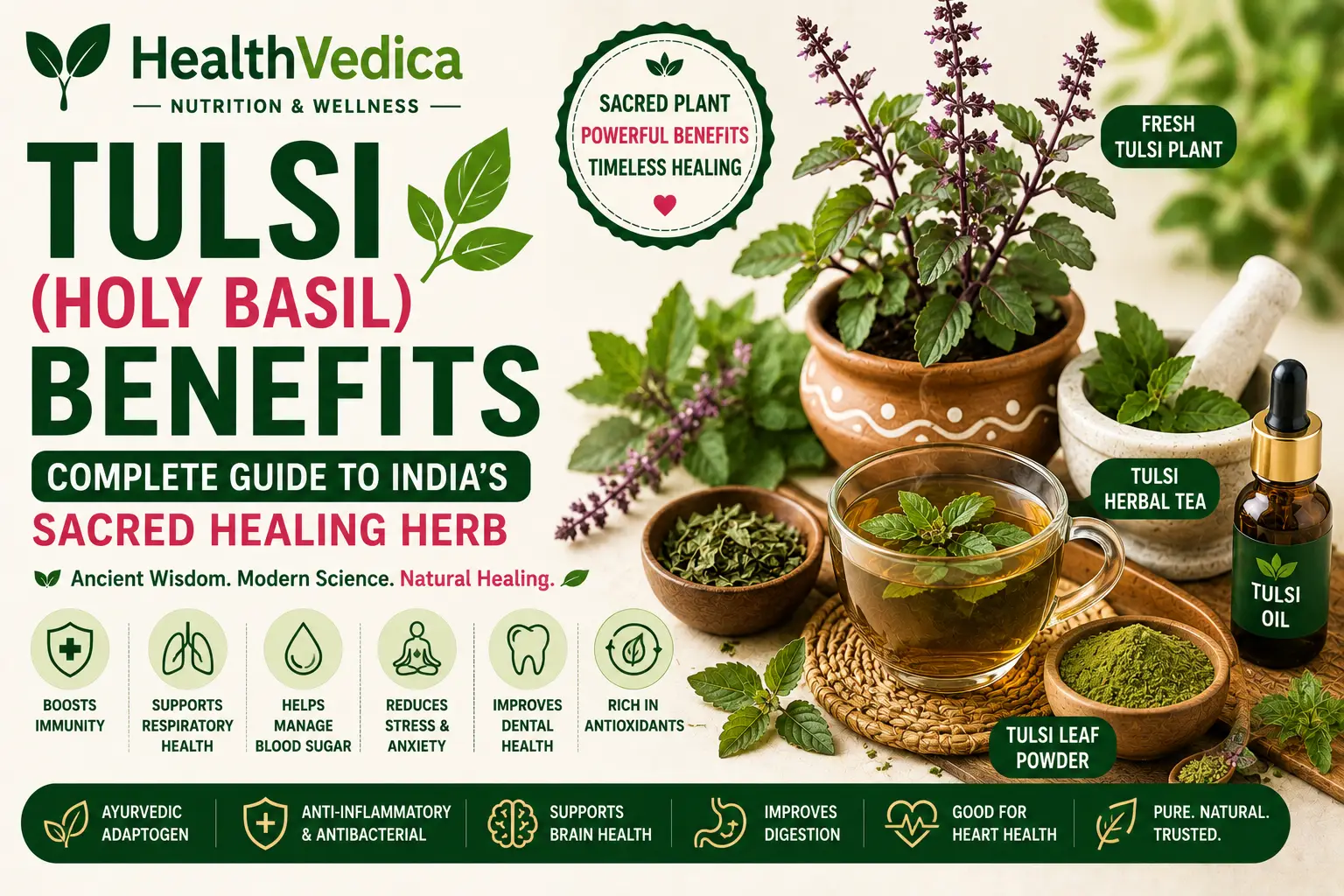 Tulsi Holy Basil Health Benefits