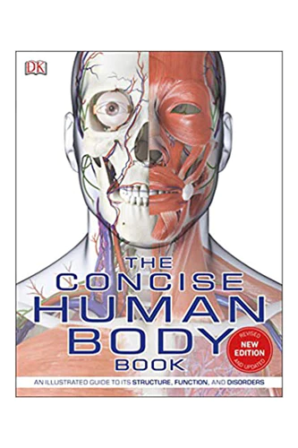 Muscular Human Body